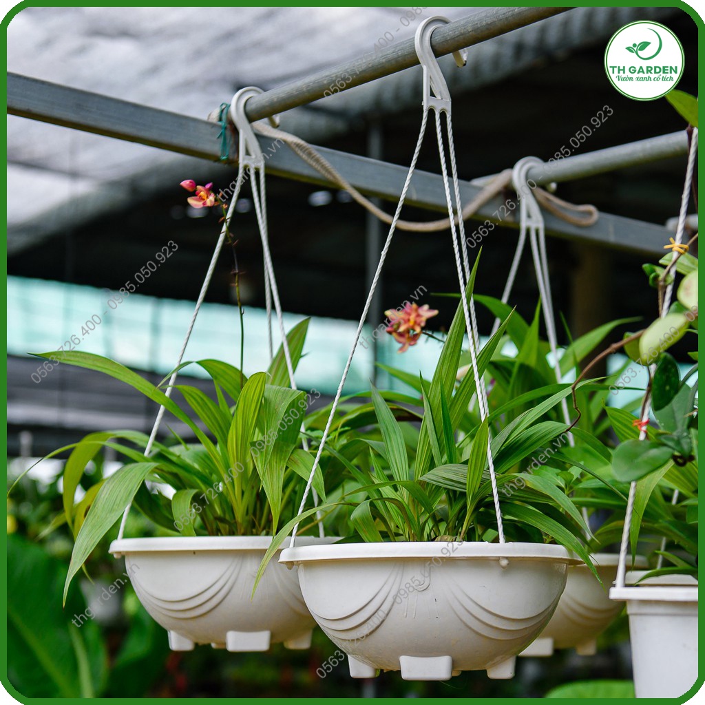 Chậu Chảo Treo Ban Công TH Garden - Chậu Chảo Treo Dây Xích Nhựa Composite Cao Cấp - Chậu Trồng Hoa, Trồng Lan Cực Đẹp