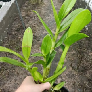 Denro nắng móng rồng (vàng trắng)