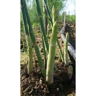 Gốc măng tây