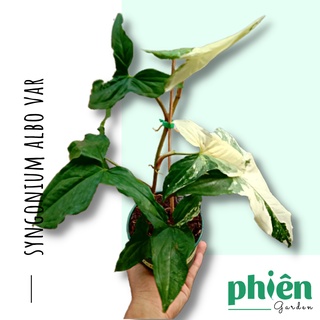 Cây Syngonium Albo Var, tróc bạc đột biến, trầu bà trắng
