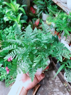 Chậu Cây Dương Sỉ Nhật