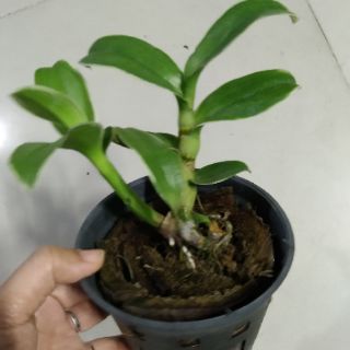 Hoa lan Denro đột biến lá biên