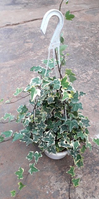 Chậu treo nguyệt quế