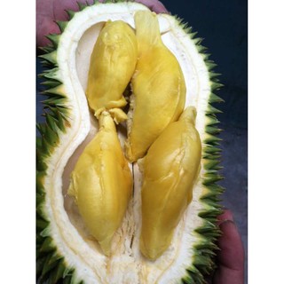 Cây Sầu Riêng SÁU HỮU