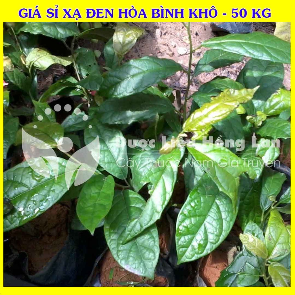 Giá sỉ Cây XẠ ĐEN HÒA BÌNH khô đóng gói 50kg - Công Ty Dược Liệu Hồng Lan