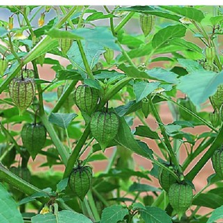 Hạt Giống Cây Tầm Bóp gói 0,2gram - HGT