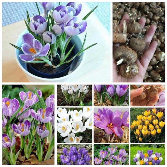 10 củ giống Hoa nghệ Tây saffron
