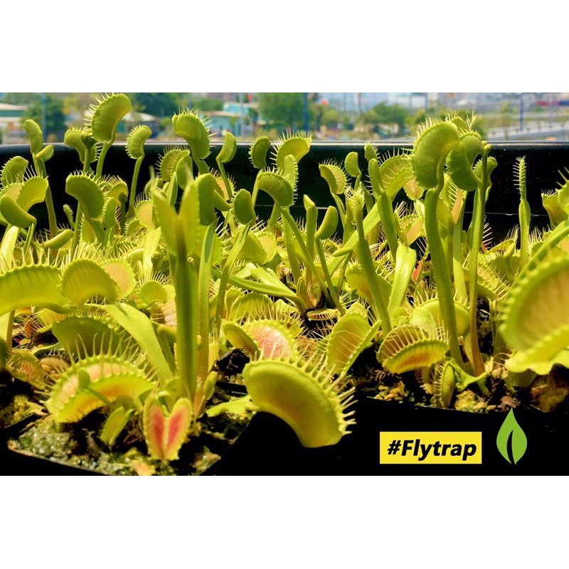 |FREESHIP| CÂY BẪY KẸP ĐỘC NHẤT VÔ NHỊ VENUS FLYTRAP | Lỗi 1 đổi 1