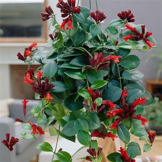 Chậu cây giống hoa lan son môi đỏ kèm chậu treo như hình - Lipstick Plant - Aeschynanthus lobbiana - Trang Flowers