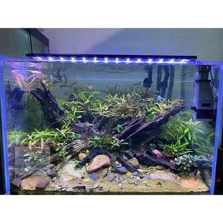 ĐÈN LED 5 HÀNG QUANLONG SIÊU SÁNG ĐỔI MÀU 60CM