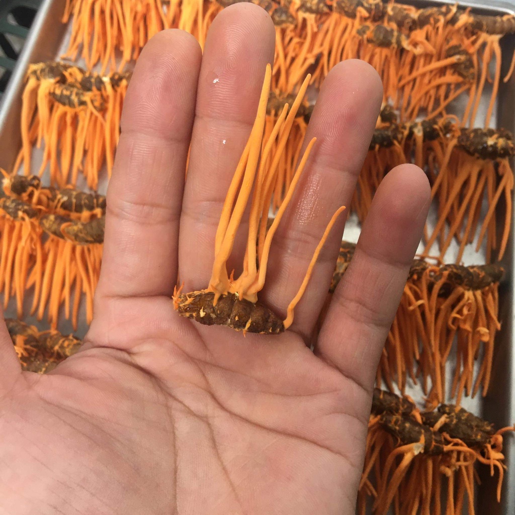 Nhộng Động Trùng Hạ Thảo Sấy Thăng hoa | BigBuy360 - bigbuy360.vn