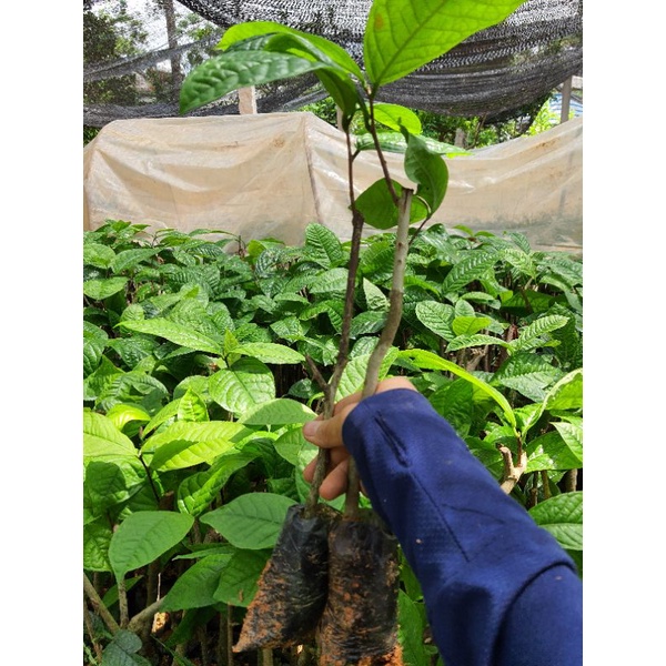 Trà hoa vàng cay giong cao 25cm