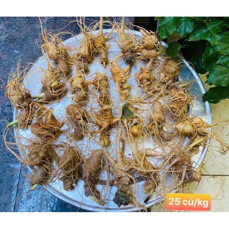SÂM NGỌC LINH HÀNG TRỒNG(tuyến chọn) 100gr/củ