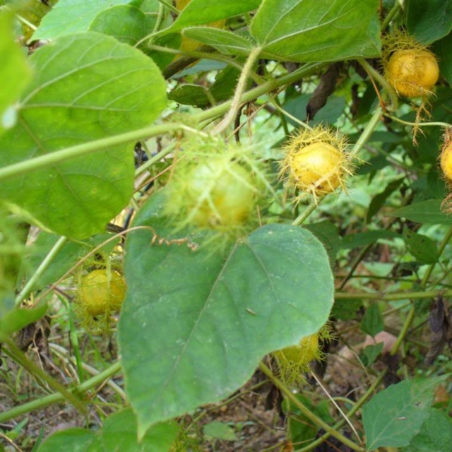 Hạt giống lạc tiên 50g