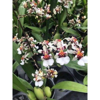 Vũ nữ tiểu thần tiên hoa thơm