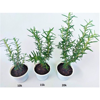 Cây hương thảo nhỏ