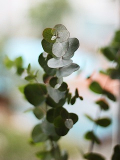 Silver dollar