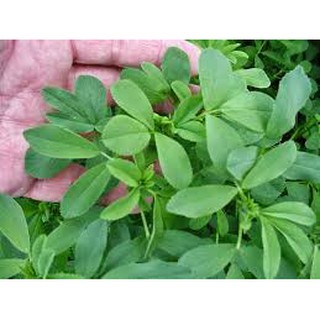 Hạt Giống Cỏ Chăn Nuôi  Alfalfa Linh Lăng 500g, Khả Năng Tái Sinh Mạnh
