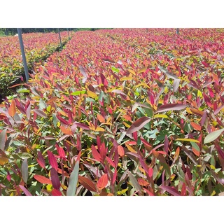 Hạt giống cây bạch đàn đỏ - 50gram