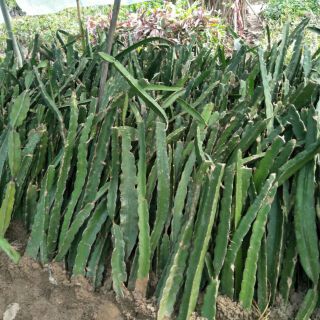 Cây thanh long ruột đỏ f1