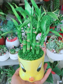 Chậu trúc phát tài gà vàng