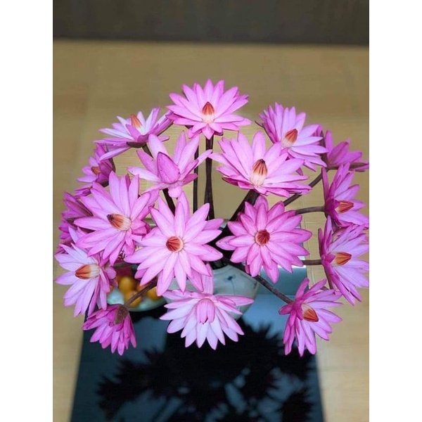 Củ giống hoa súng Việt