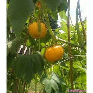 Hạt giống bí ngô mini (10 hạt)