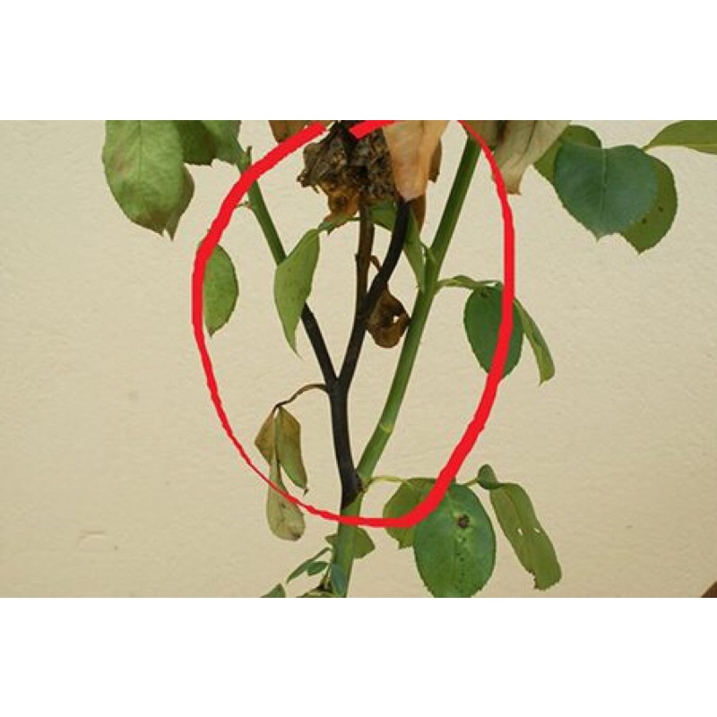 Chế Phẩm BÁCH BỆNH CHUYÊN CHO HOA HỒNG, gói 26gr