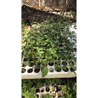 cây giống hoa lồng đèn 5 cây mix màu