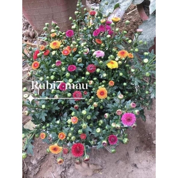 Com bo 10 cây giống cúc ruby