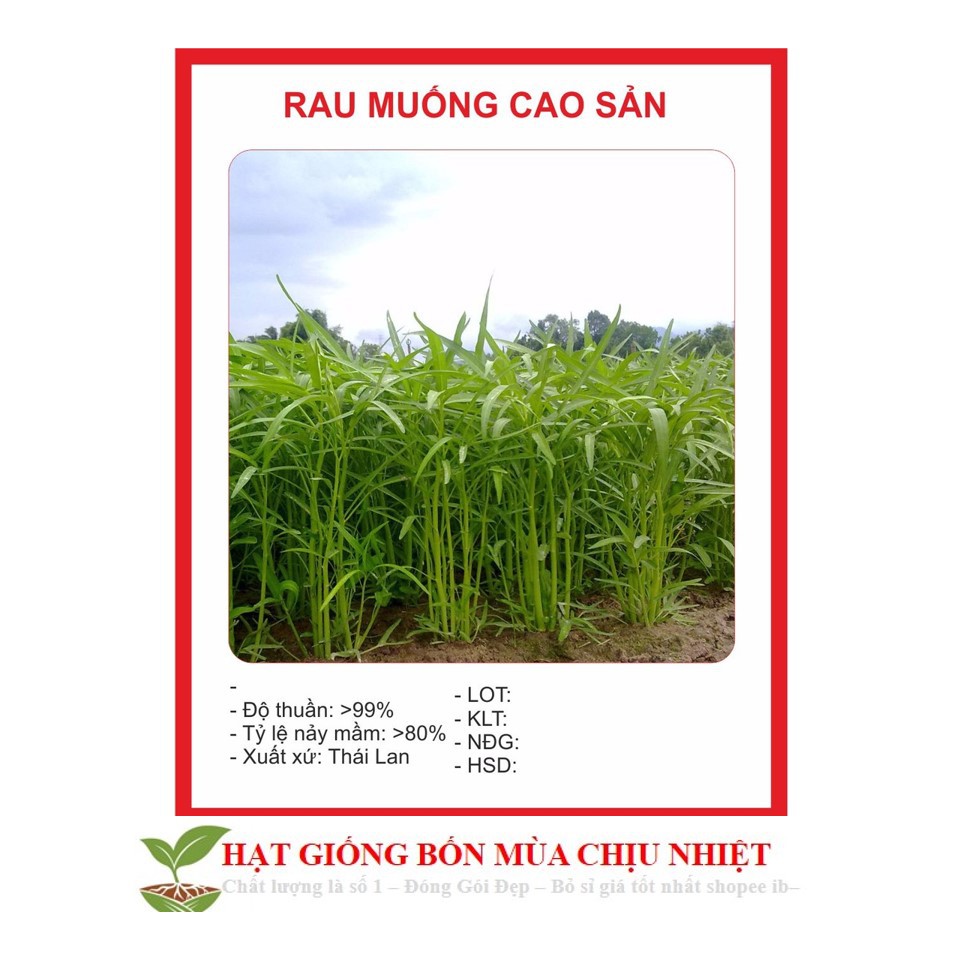 Hạt Giống Rau Muống Cao Sản 150 hạt 5g Hạt Giống Rau Muống Tre Thái Lan (Ipomoea aquatica)