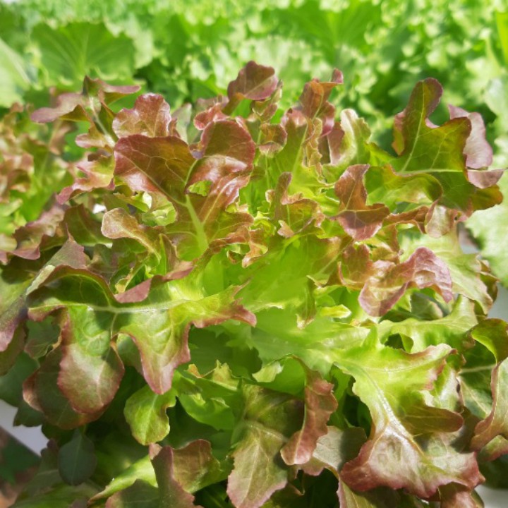 Hạt giống xà lách Oakleaf (Sồi tím) gói 2gr