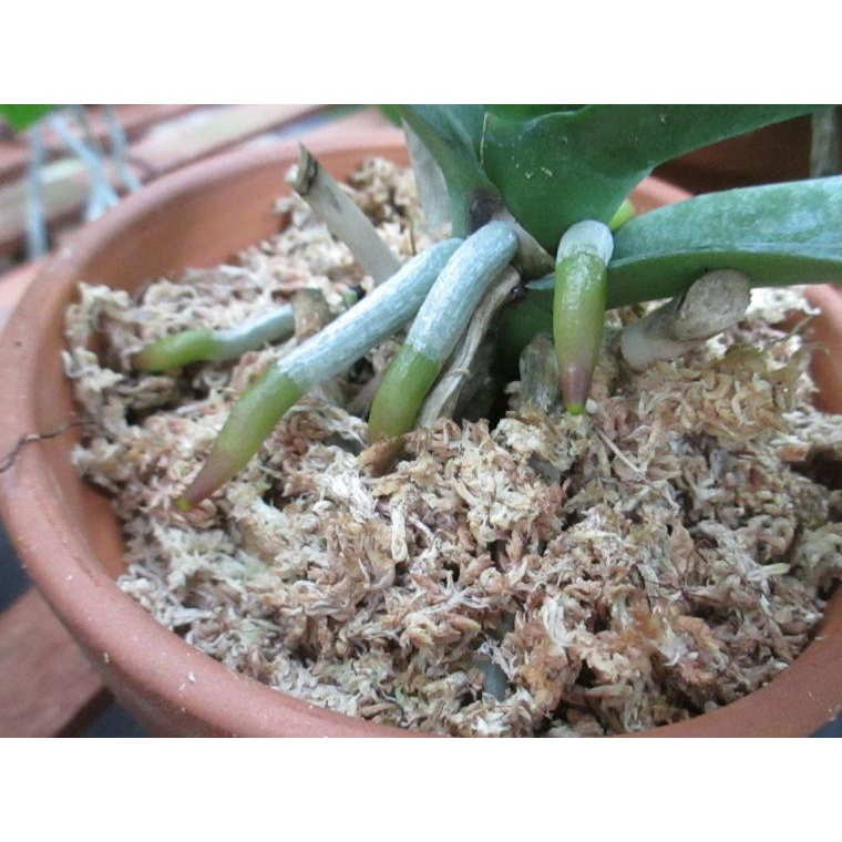 Dớn con sâu (dớn trắng, dớn mềm, dớn Chile) trồng lan, chiết cành, ươm cây con (giữ ẩm tốt, đã xử lý) 100gr