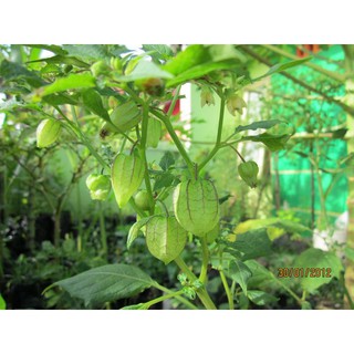 Hạt Giống Anh Đào Đất