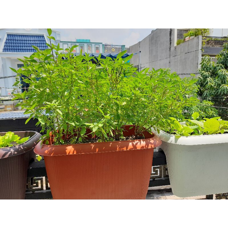 Phân Bón Hữu Cơ Vi Sinh - Hữu Cơ Gà Nhập Khẩu - Cải Tạo Giúp Cây Xanh Tốt