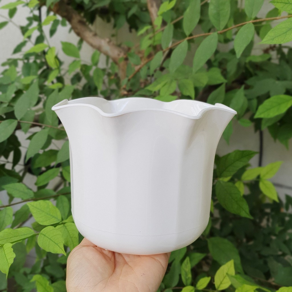 Chậu miệng bèo