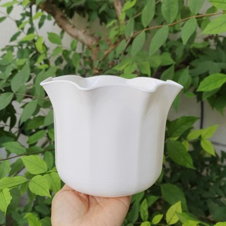 chậu miệng bèo