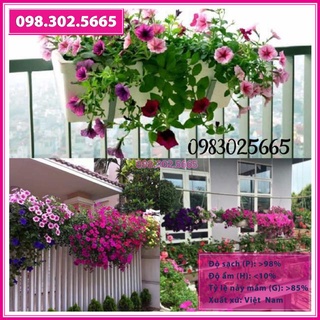 Hạt giống hoa dạ yến thảo rủ MIX gói 100 hạt