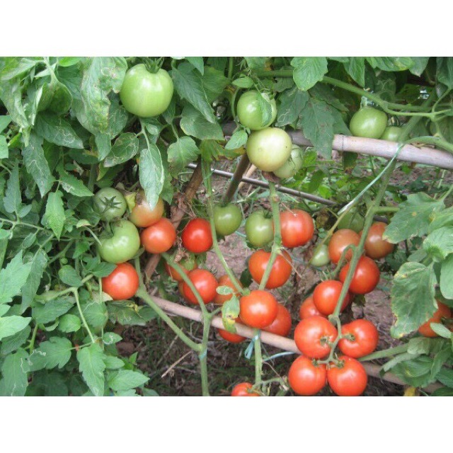 Hạt giống cà chua bi, cà chua cherry, cà chua leo giàn