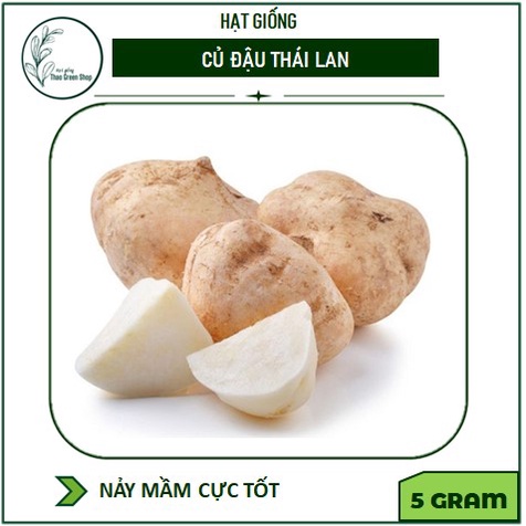 HẠT GIỐNG CỦ ĐẬU THÁI LAN - 5G