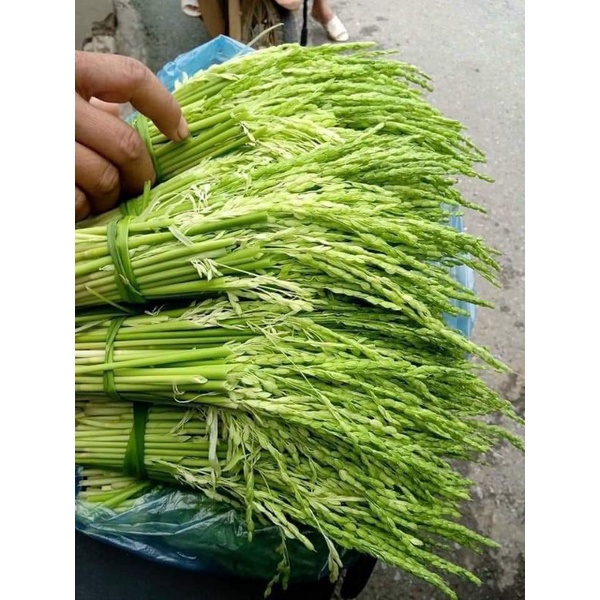 Đòng đòng ngâm rượu