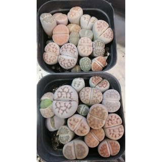 sen đá mông , thạch lan , Lithops 1 năm tuổi