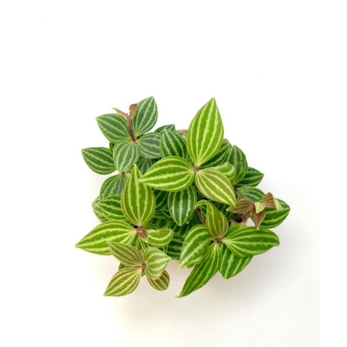 Lá hạt  MIX CHẬU để bàn