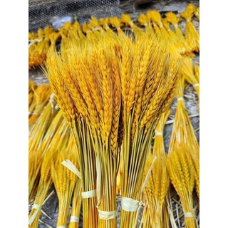 Bông Lúa Tài Lộc May Mắn, Trang Trí Nhà Cửa, Bông Lúa Mạch Khô Vàng Hàng Đẹp