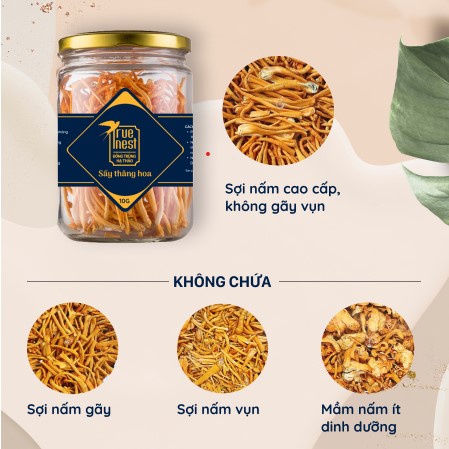 Nấm Đông Trùng Hạ Thảo hộp 10g Cao Cấp Sấy Khô Chống Lão Hóa Đẹp Da Tăng Miễn Dịch