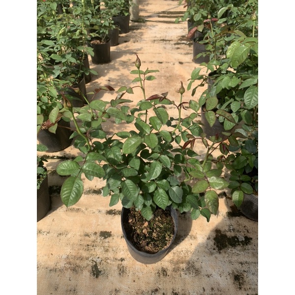 Hoa hồng bụi Vuvuzela - cây nguyên chậu