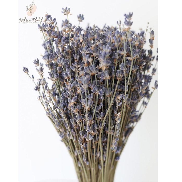 Hoa khô Lavender [ NHẬP PHÁP] Hoa oải hương khô màu tím than siêu đẹp, ít rụng