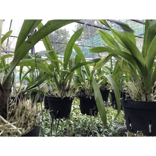 Vũ Nữ Hoàng Hậu Xanh Cốm