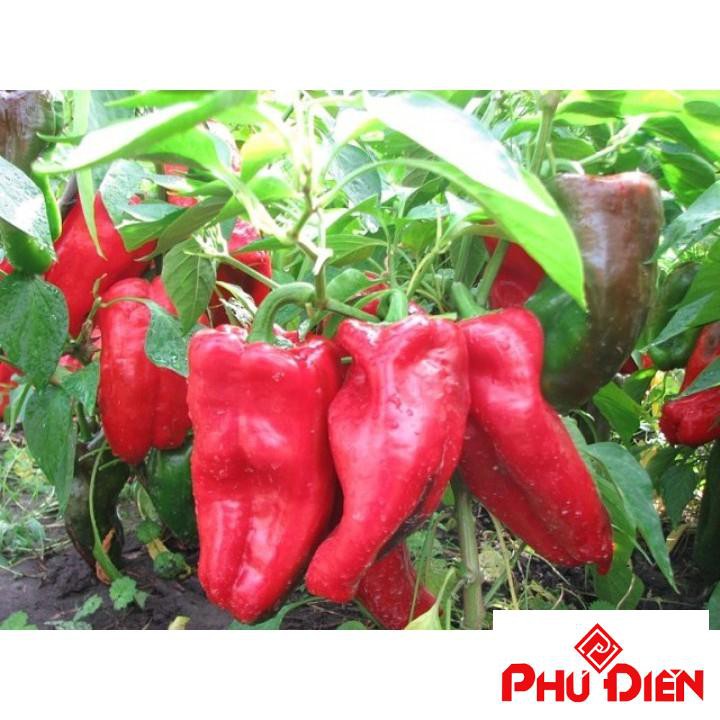 Gói 30 hạt giống ớt ngọt trái dài nhiều màu  PHÚ ĐIỀN