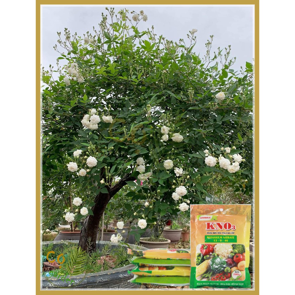 COMBO 2 túi Phân Bón Kali Nitrate 13-0-46  loại 200gr - Cọ garden